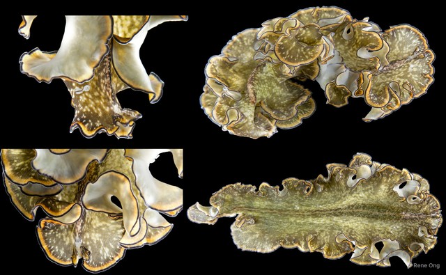 Tytthosoceros lizardensis