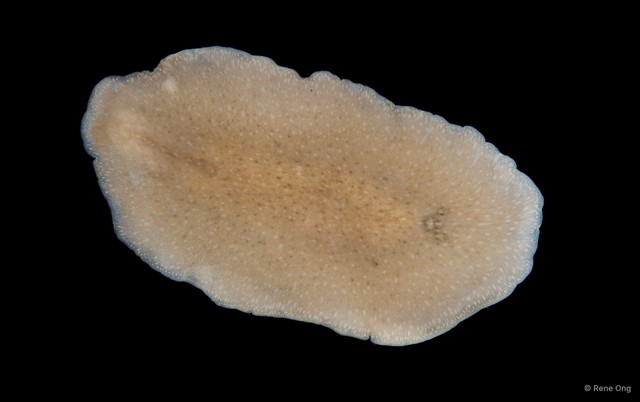 Stylochidae sp. "1" • © Rene Ong • All Rights Reserved