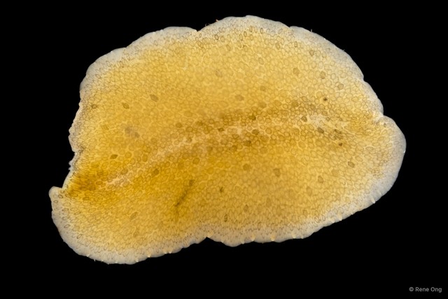 Stylochidae sp. "2" • © Rene Ong • All Rights Reserved