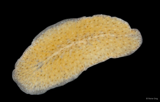 Stylochidae sp. "3" • © Rene Ong • All Rights Reserved