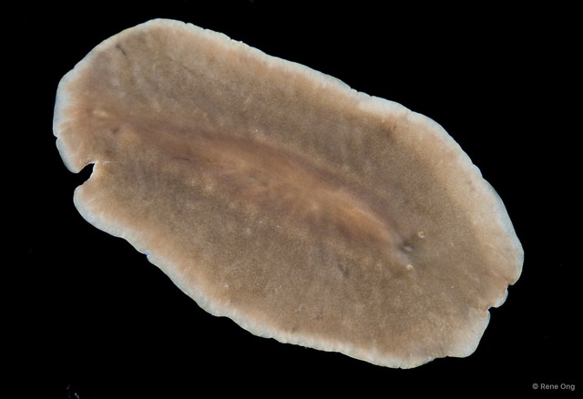 Stylochidae sp. "6" • © Rene Ong • All Rights Reserved