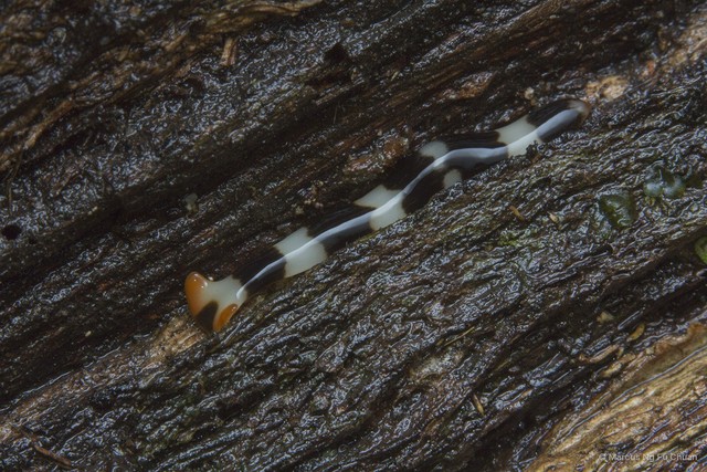 Diversibipalium engeli • © Marcus Ng Fu Chuan • All Rights Reserved