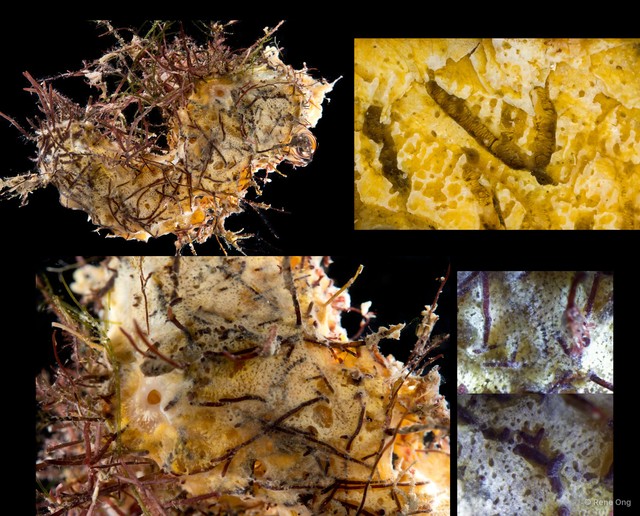 Porifera sp. "Algae sponge" • © Rene Ong • All Rights Reserved