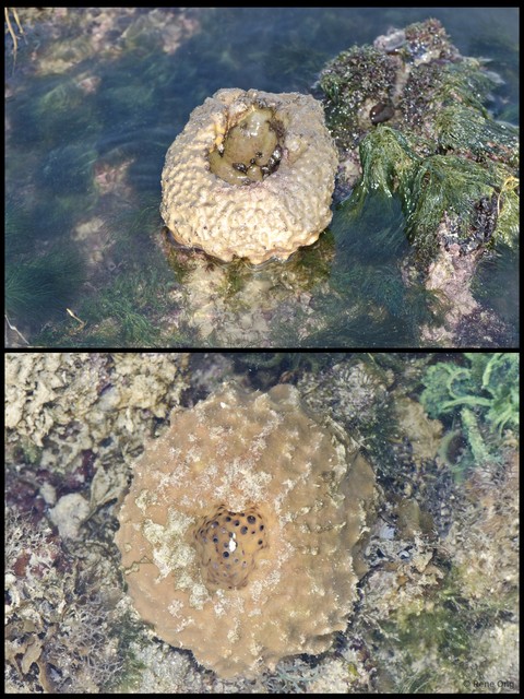 Porifera sp. "Barrel sponge" • © Rene Ong • All Rights Reserved
