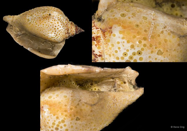 Porifera sp. "Burrowing sponge" • © Rene Ong • All Rights Reserved