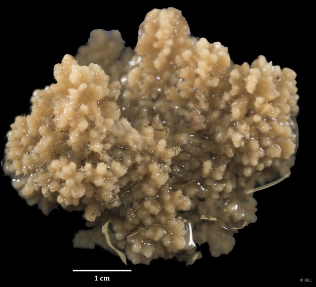 Porifera sp. "IP0396" • © REL • All Rights Reserved