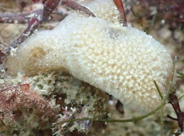 Porifera sp. "IP0501" • © REL • All Rights Reserved