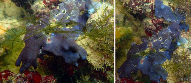 Porifera sp. "IP0503" • © REL • All Rights Reserved