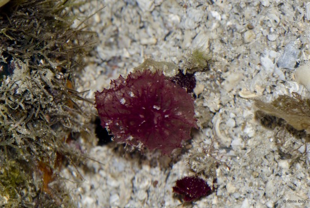 Porifera sp. "Pink sponge 1" • © Rene Ong • All Rights Reserved