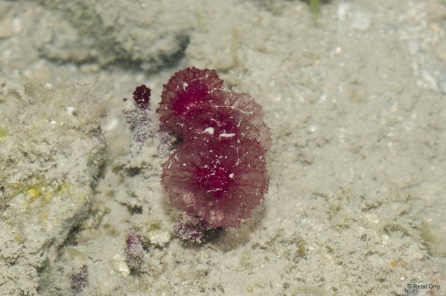 Porifera sp. "Pink sponge 2" • © Rene Ong • All Rights Reserved