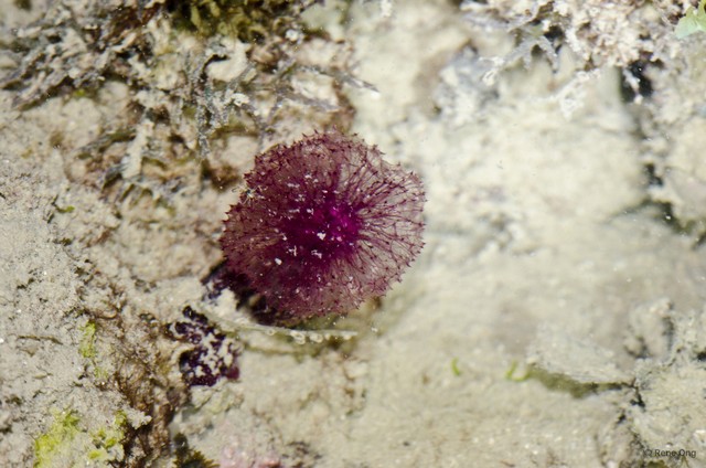 Porifera sp. "Pink sponge 3" • © Rene Ong • All Rights Reserved