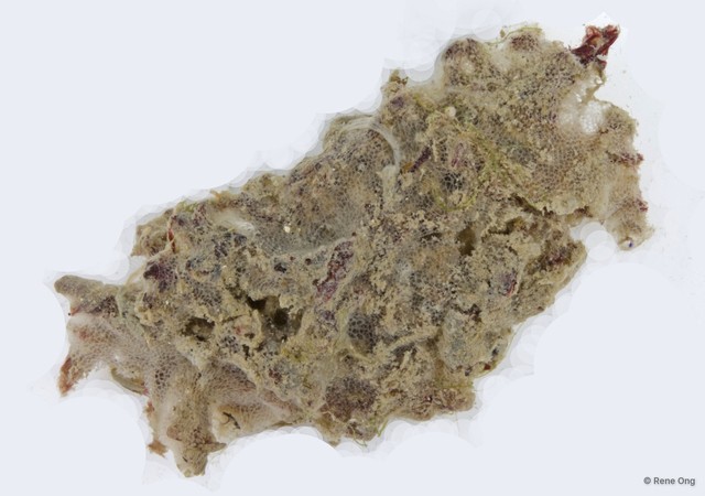 Porifera sp. "Sponge 1" • © Rene Ong • All Rights Reserved
