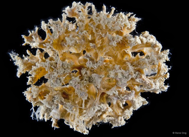 Porifera sp. "Sponge 10" • © Rene Ong • All Rights Reserved