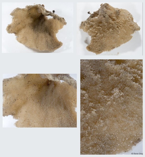Porifera sp. "Sponge 12" • © Rene Ong • All Rights Reserved