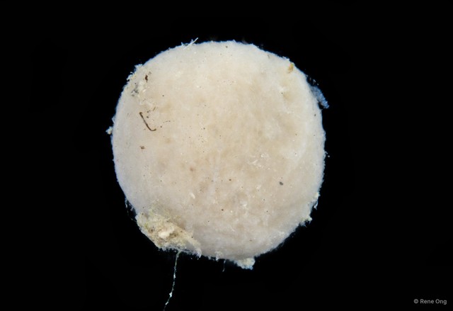 Porifera sp. "Sponge 13" • © Rene Ong • All Rights Reserved