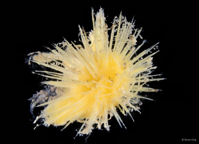 Porifera sp. "Sponge 14" • © Rene Ong • All Rights Reserved