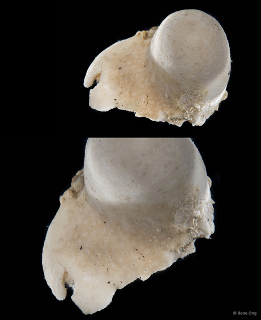 Porifera sp. "Sponge 15" • © Rene Ong • All Rights Reserved