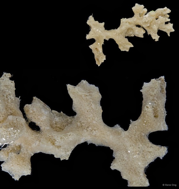 Porifera sp. "Sponge 16" • © Rene Ong • All Rights Reserved