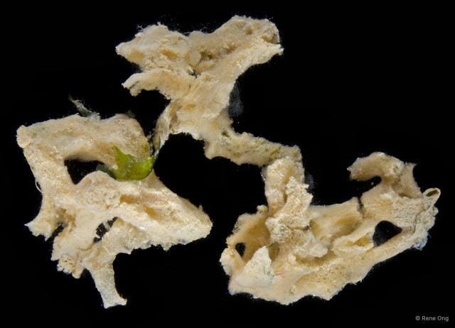 Porifera sp. "Sponge 18" • © Rene Ong • All Rights Reserved