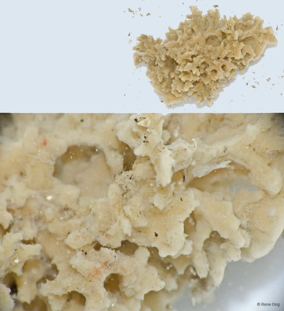 Porifera sp. "Sponge 19" • © Rene Ong • All Rights Reserved