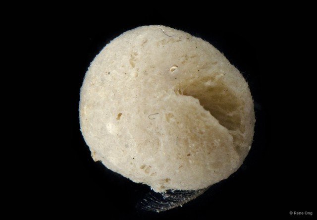Porifera sp. "Sponge 20" • © Rene Ong • All Rights Reserved