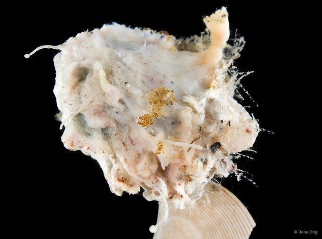 Porifera sp. "Sponge 22" • © Rene Ong • All Rights Reserved
