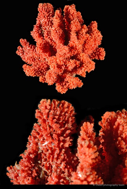 Porifera sp. "Sponge 23" • © CMBS photography team • All Rights Reserved