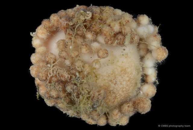 Porifera sp. "Sponge 24" • © CMBS photography team • All Rights Reserved