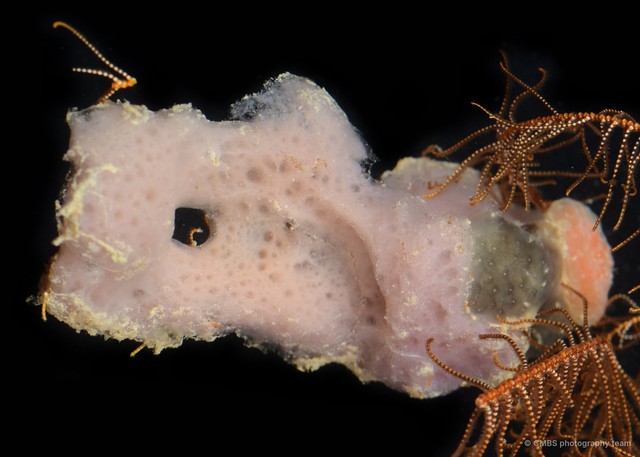 Porifera sp. "Sponge 25" • © CMBS photography team • All Rights Reserved