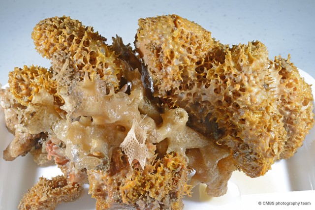 Porifera sp. "Sponge 26" • © CMBS photography team • All Rights Reserved