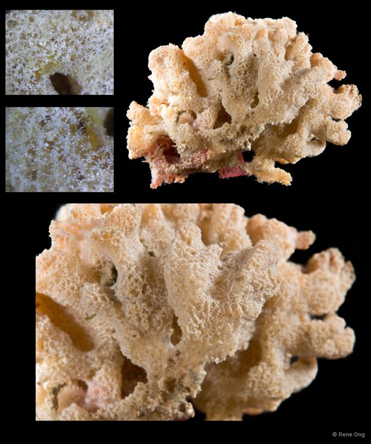 Porifera sp. "Sponge 28" • © Rene Ong • All Rights Reserved