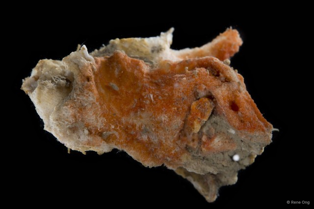 Porifera sp. "Sponge 3" • © Rene Ong • All Rights Reserved