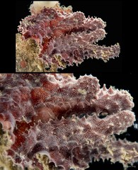 Porifera sp. "Sponge 30"