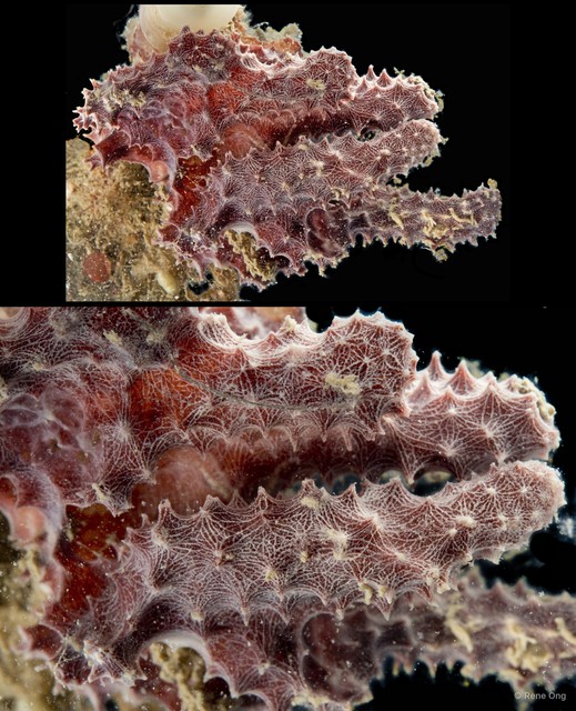 Porifera sp. "Sponge 30" • © Rene Ong • All Rights Reserved