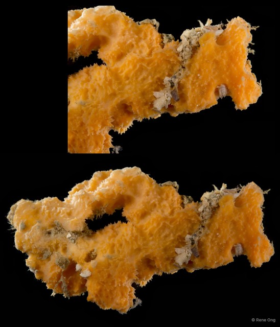 Porifera sp. "Sponge 31" • © Rene Ong • All Rights Reserved