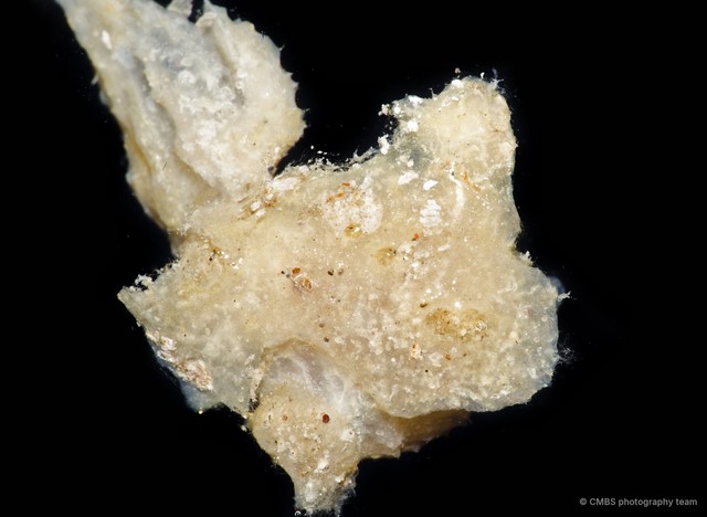 Porifera sp. "Sponge 32" • © CMBS photography team • All Rights Reserved