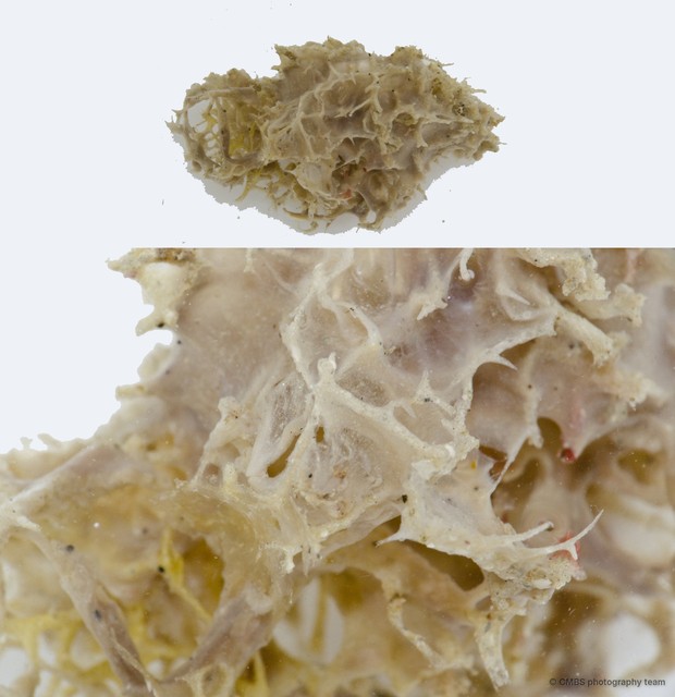 Porifera sp. "Sponge 33" • © CMBS photography team • All Rights Reserved
