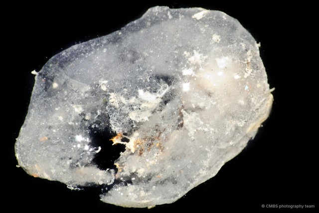 Porifera sp. "Sponge 34" • © CMBS photography team • All Rights Reserved