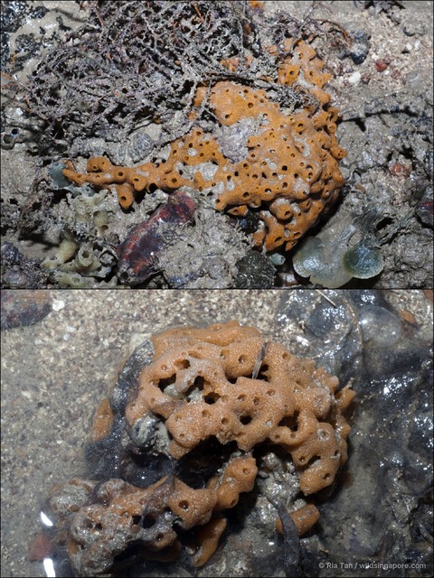 Porifera sp. "Sponge 36" • © Ria Tan • All Rights Reserved