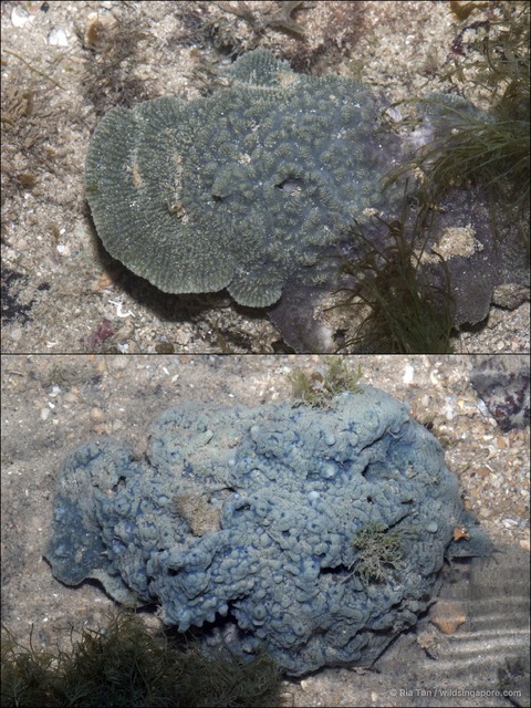 Porifera sp. "Sponge 37" • © Ria Tan • All Rights Reserved