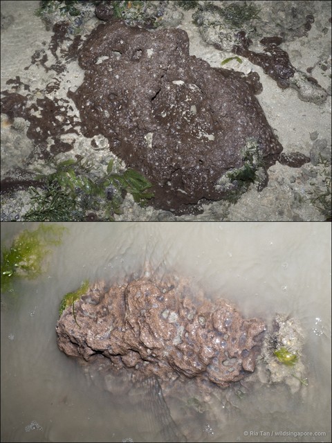 Porifera sp. "Sponge 38" • © Ria Tan • All Rights Reserved