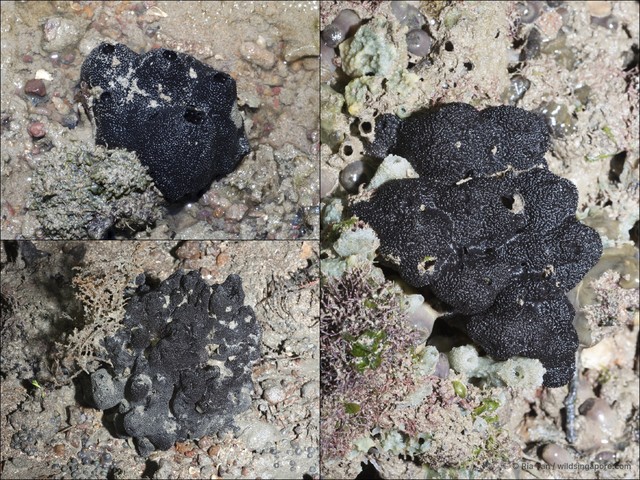 Porifera sp. "Sponge 39" • © Ria Tan • All Rights Reserved