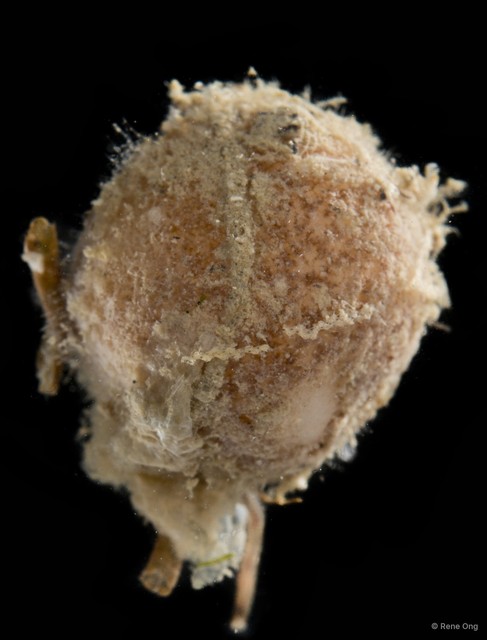 Porifera sp. "Sponge 4" • © Rene Ong • All Rights Reserved
