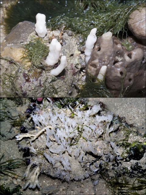 Porifera sp. "Sponge 40" • © Ria Tan • All Rights Reserved