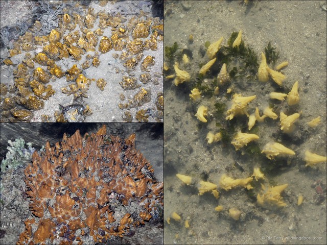 Porifera sp. "Sponge 42" • © Ria Tan • All Rights Reserved