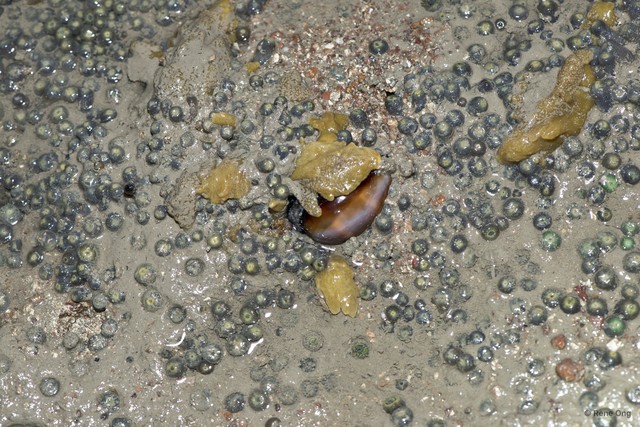 Porifera sp. "Sponge 43" • © Rene Ong • All Rights Reserved