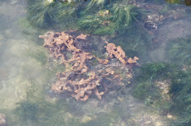 Porifera sp. "Sponge 45" • © Rene Ong • All Rights Reserved
