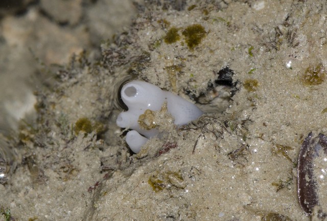 Porifera sp. "Sponge 46" • © Rene Ong • All Rights Reserved