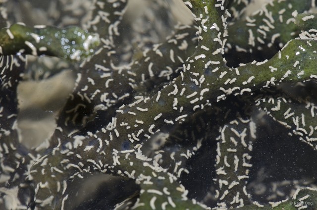 Porifera sp. "Sponge 47" • © Rene Ong • All Rights Reserved