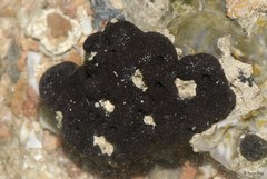 Porifera sp. "Sponge 48"